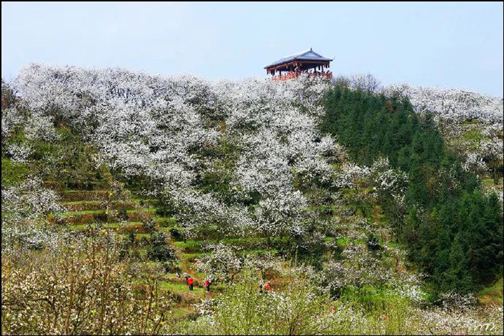 【春天，广西桂林灌阳县向您发出邀请！】我们在灌阳看梨花 - 游山玩水 - 丽江生活社区 - 丽江28生活网 lj.28life.net