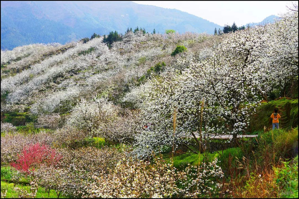 【春天，广西桂林灌阳县向您发出邀请！】我们在灌阳看梨花 - 游山玩水 - 丽江生活社区 - 丽江28生活网 lj.28life.net