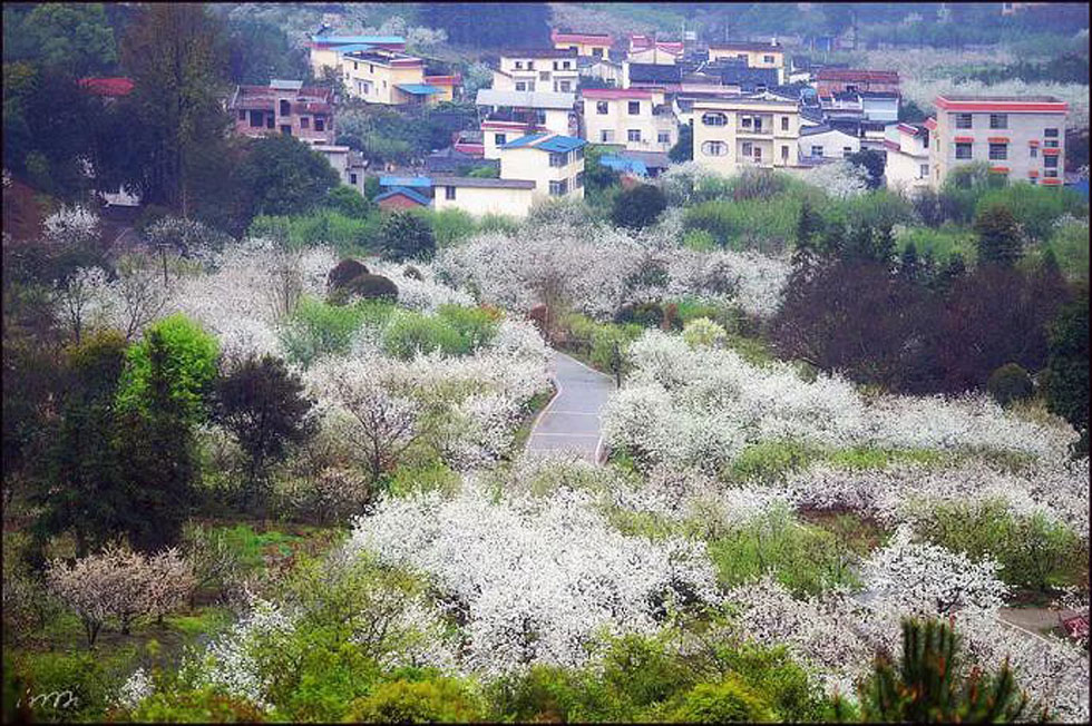 【春天，广西桂林灌阳县向您发出邀请！】我们在灌阳看梨花 - 游山玩水 - 丽江生活社区 - 丽江28生活网 lj.28life.net