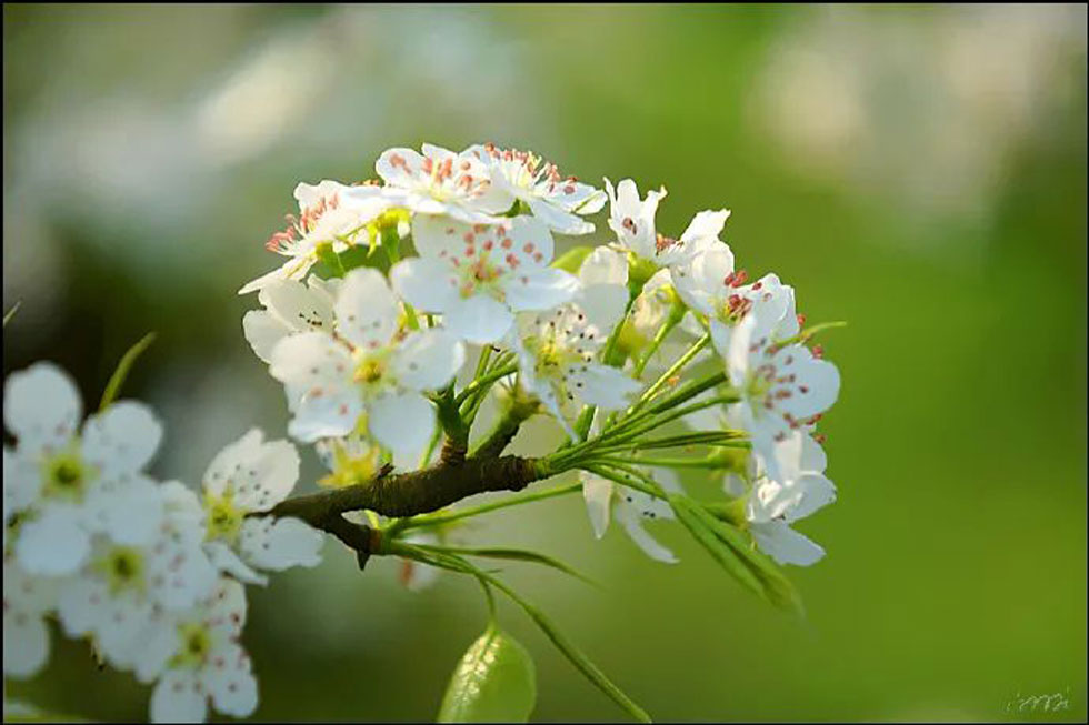 【春天，广西桂林灌阳县向您发出邀请！】我们在灌阳看梨花 - 游山玩水 - 丽江生活社区 - 丽江28生活网 lj.28life.net