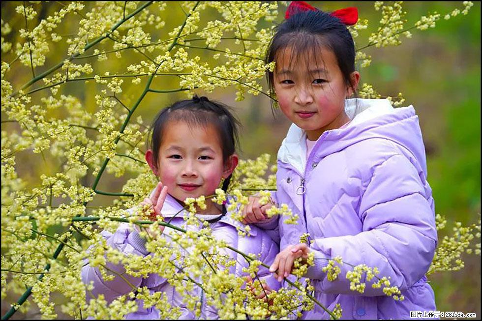 【春天，广西桂林灌阳县向您发出邀请！】米珠山前有片山苍子花在飘香 - 游山玩水 - 丽江生活社区 - 丽江28生活网 lj.28life.net