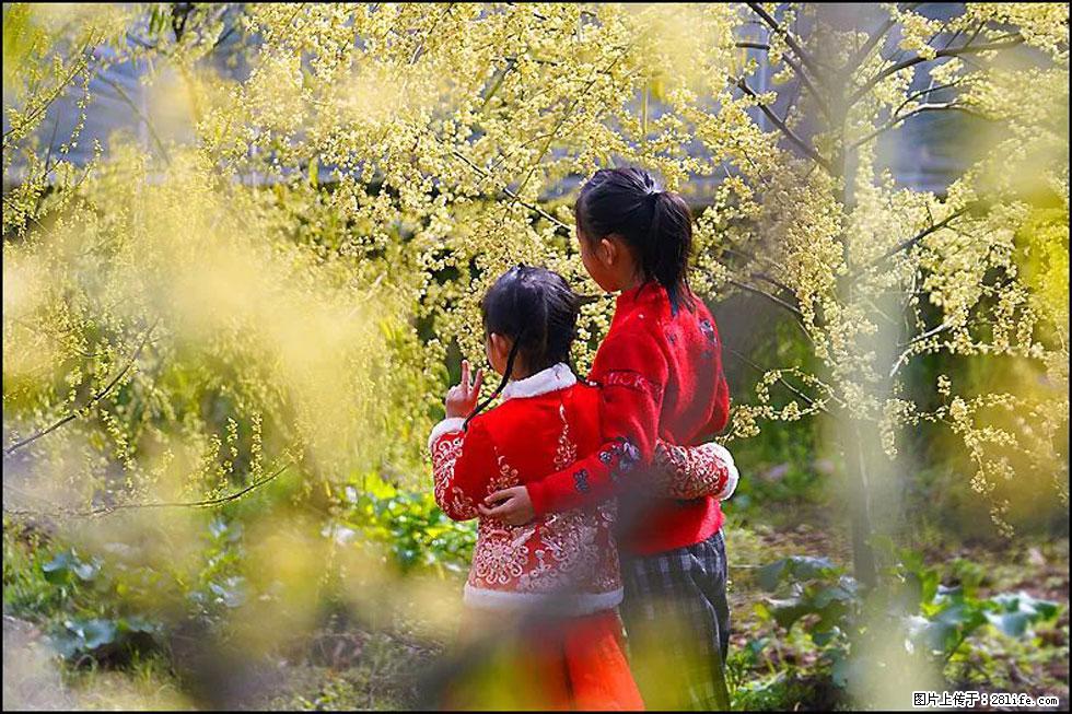 【春天，广西桂林灌阳县向您发出邀请！】米珠山前有片山苍子花在飘香 - 游山玩水 - 丽江生活社区 - 丽江28生活网 lj.28life.net