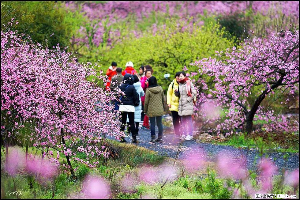【春天,广西桂林灌阳县向您发出邀请!】官庄村有个醉美的桃花园 - 游山玩水 - 丽江生活社区 - 丽江28生活网 lj.28life.net