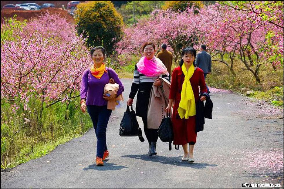 【春天,广西桂林灌阳县向您发出邀请!】官庄村有个醉美的桃花园 - 游山玩水 - 丽江生活社区 - 丽江28生活网 lj.28life.net