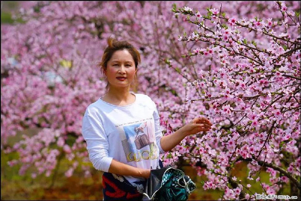 【春天,广西桂林灌阳县向您发出邀请!】官庄村有个醉美的桃花园 - 游山玩水 - 丽江生活社区 - 丽江28生活网 lj.28life.net