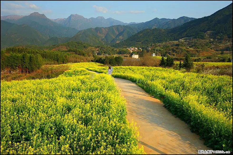 【春天，广西桂林灌阳县向您发出邀请！】长坪村油菜盛情花开 - 游山玩水 - 丽江生活社区 - 丽江28生活网 lj.28life.net