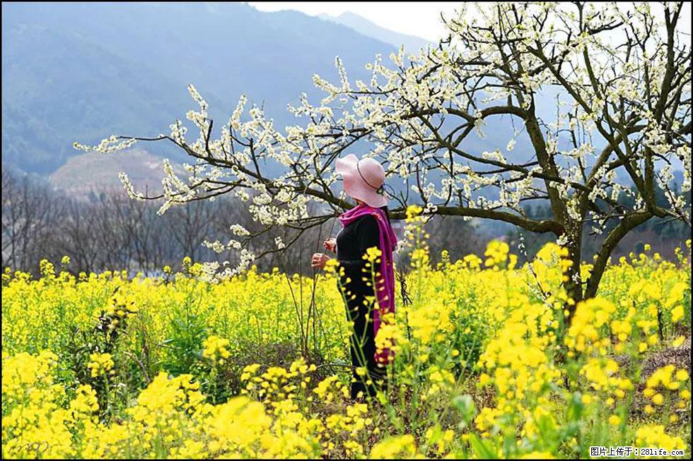 【春天，广西桂林灌阳县向您发出邀请！】长坪村油菜盛情花开 - 游山玩水 - 丽江生活社区 - 丽江28生活网 lj.28life.net