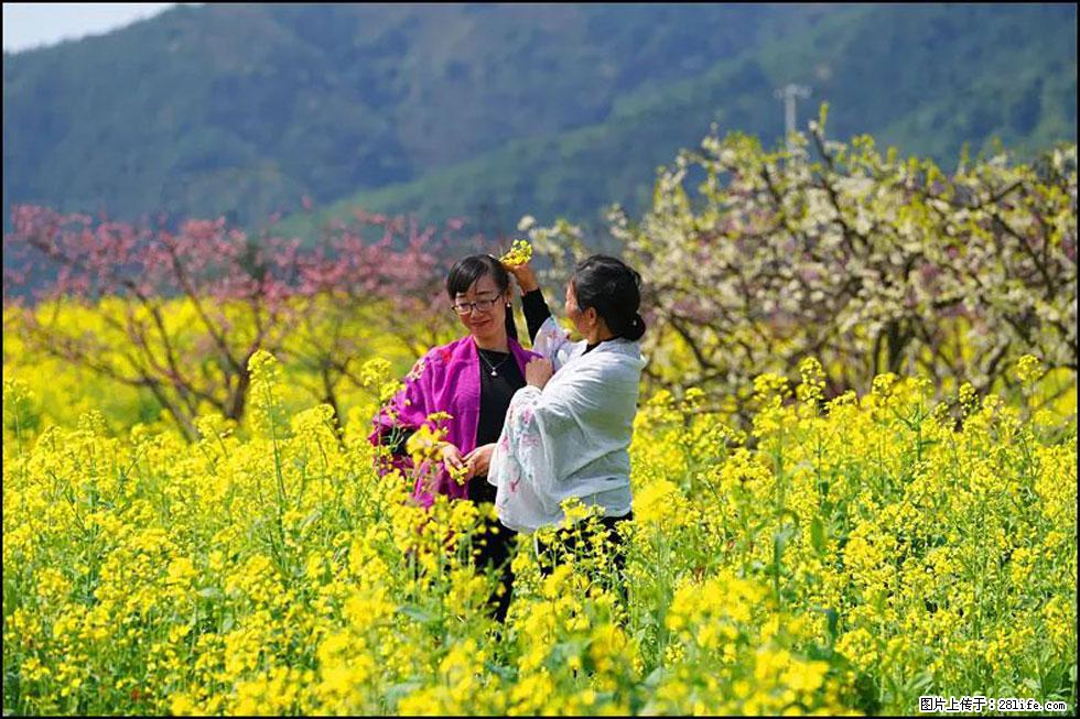 【春天，广西桂林灌阳县向您发出邀请！】长坪村油菜盛情花开 - 游山玩水 - 丽江生活社区 - 丽江28生活网 lj.28life.net