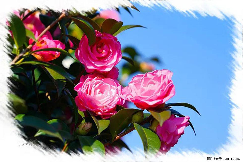 【春天，广西桂林灌阳县向您发出邀请！】杨柳井茶花惹人爱 - 游山玩水 - 丽江生活社区 - 丽江28生活网 lj.28life.net