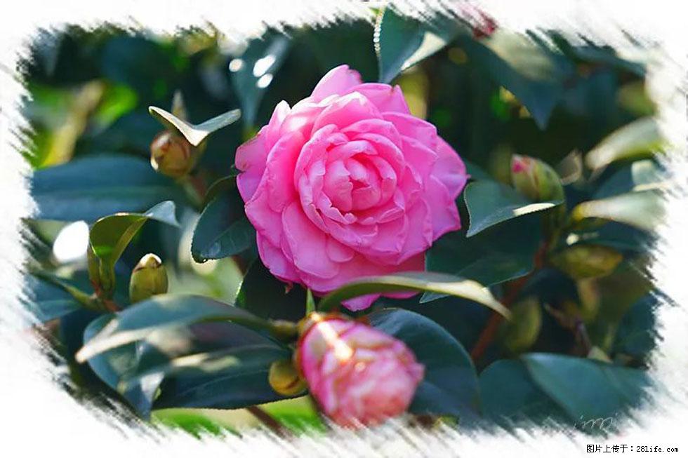 【春天，广西桂林灌阳县向您发出邀请！】杨柳井茶花惹人爱 - 游山玩水 - 丽江生活社区 - 丽江28生活网 lj.28life.net