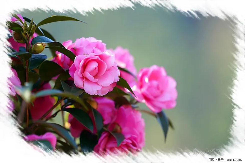 【春天，广西桂林灌阳县向您发出邀请！】杨柳井茶花惹人爱 - 游山玩水 - 丽江生活社区 - 丽江28生活网 lj.28life.net
