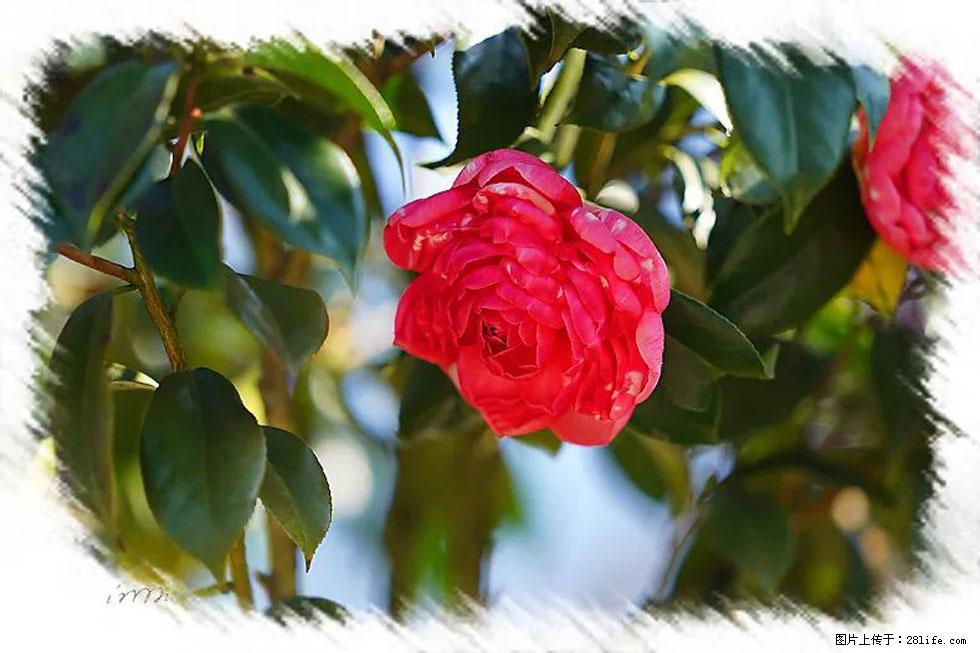 【春天，广西桂林灌阳县向您发出邀请！】杨柳井茶花惹人爱 - 游山玩水 - 丽江生活社区 - 丽江28生活网 lj.28life.net