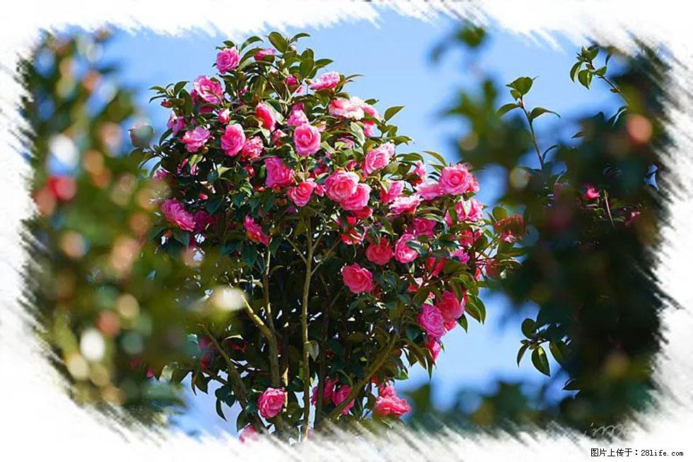 【春天，广西桂林灌阳县向您发出邀请！】杨柳井茶花惹人爱 - 游山玩水 - 丽江生活社区 - 丽江28生活网 lj.28life.net