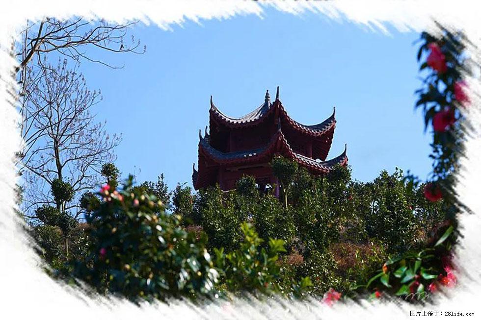 【春天，广西桂林灌阳县向您发出邀请！】杨柳井茶花惹人爱 - 游山玩水 - 丽江生活社区 - 丽江28生活网 lj.28life.net