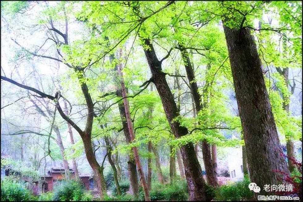 【春天，广西桂林灌阳县向您发出邀请！】在小龙村与春天约会 - 游山玩水 - 丽江生活社区 - 丽江28生活网 lj.28life.net