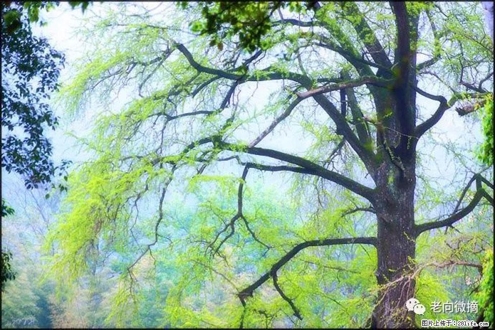 【春天，广西桂林灌阳县向您发出邀请！】在小龙村与春天约会 - 游山玩水 - 丽江生活社区 - 丽江28生活网 lj.28life.net