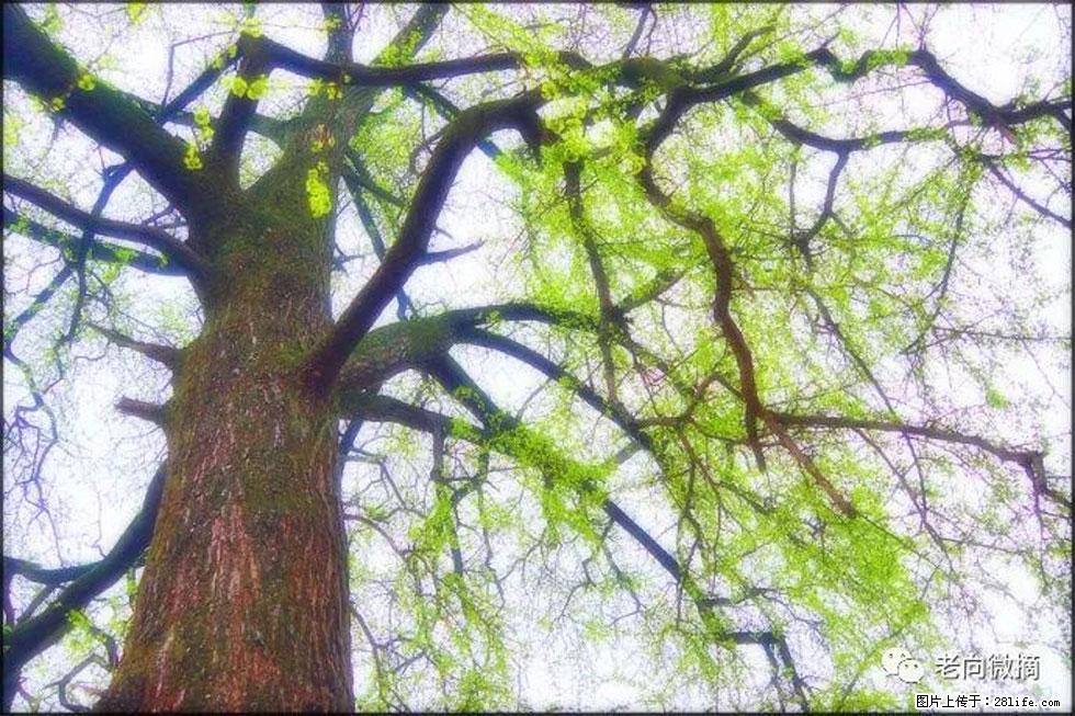 【春天，广西桂林灌阳县向您发出邀请！】在小龙村与春天约会 - 游山玩水 - 丽江生活社区 - 丽江28生活网 lj.28life.net