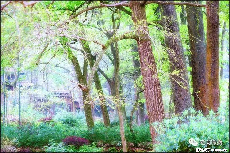 【春天，广西桂林灌阳县向您发出邀请！】在小龙村与春天约会 - 游山玩水 - 丽江生活社区 - 丽江28生活网 lj.28life.net