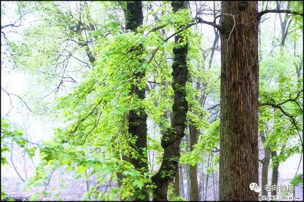 【春天，广西桂林灌阳县向您发出邀请！】在小龙村与春天约会 - 游山玩水 - 丽江生活社区 - 丽江28生活网 lj.28life.net
