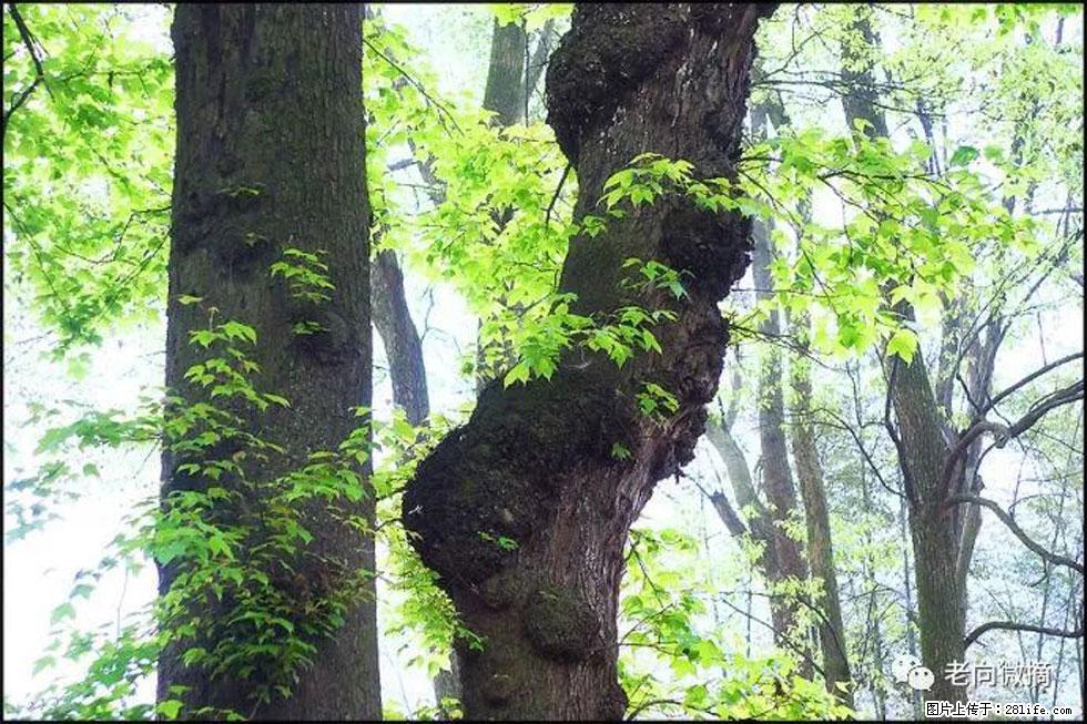 【春天，广西桂林灌阳县向您发出邀请！】在小龙村与春天约会 - 游山玩水 - 丽江生活社区 - 丽江28生活网 lj.28life.net