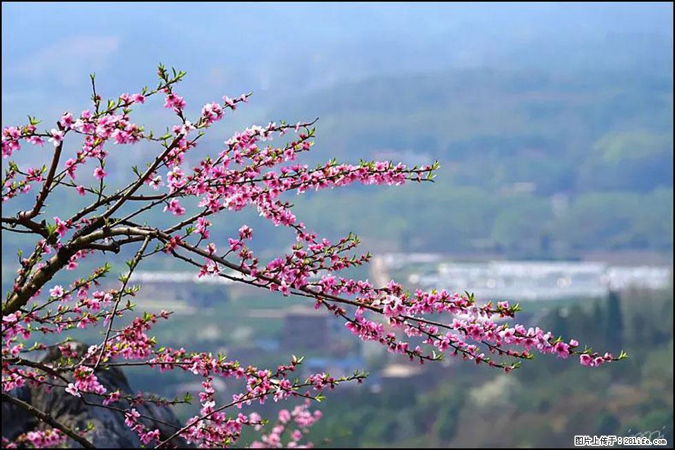 【春天,广西桂林灌阳县向您发出邀请!】望月岭上桃花开 - 游山玩水 - 丽江生活社区 - 丽江28生活网 lj.28life.net