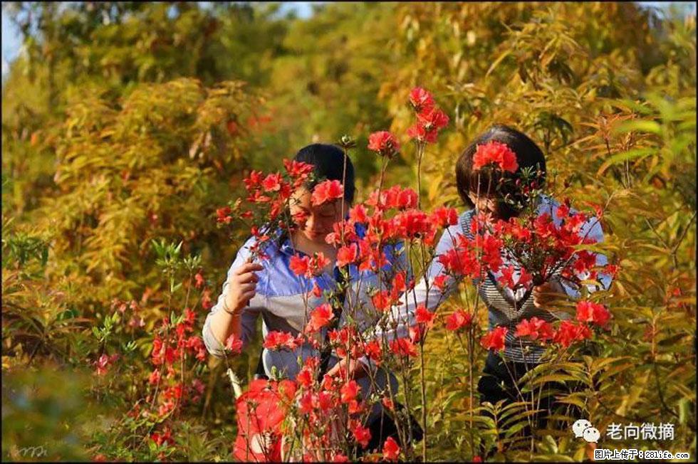 【春天,广西桂林灌阳县向您发出邀请!】登麒麟山,相约映山红 - 游山玩水 - 丽江生活社区 - 丽江28生活网 lj.28life.net
