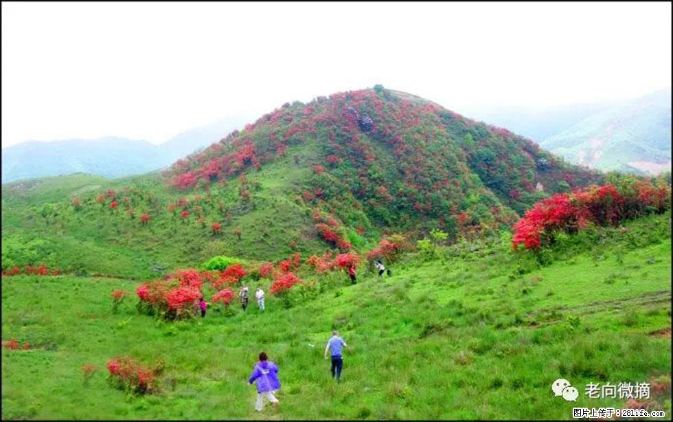 【春天,广西桂林灌阳县向您发出邀请!】宝盖山上映山红 - 游山玩水 - 丽江生活社区 - 丽江28生活网 lj.28life.net