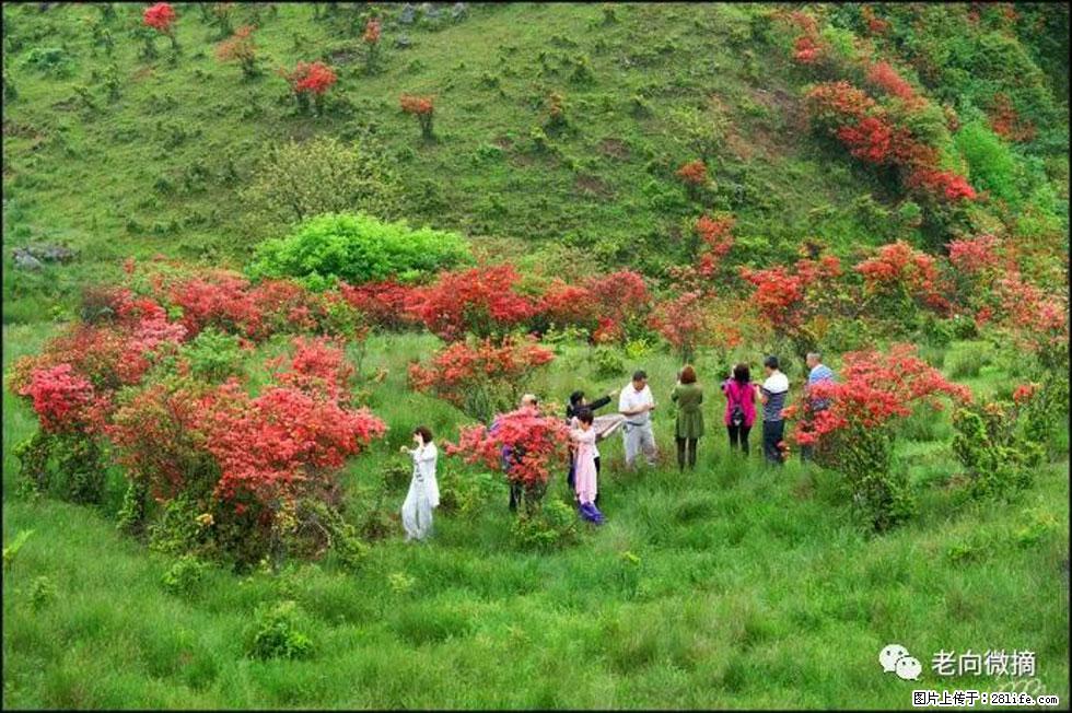 【春天,广西桂林灌阳县向您发出邀请!】宝盖山上映山红 - 游山玩水 - 丽江生活社区 - 丽江28生活网 lj.28life.net