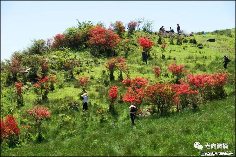 【春天,广西桂林灌阳县向您发出邀请!】宝盖山上映山红 - 游山玩水 - 丽江生活社区 - 丽江28生活网 lj.28life.net