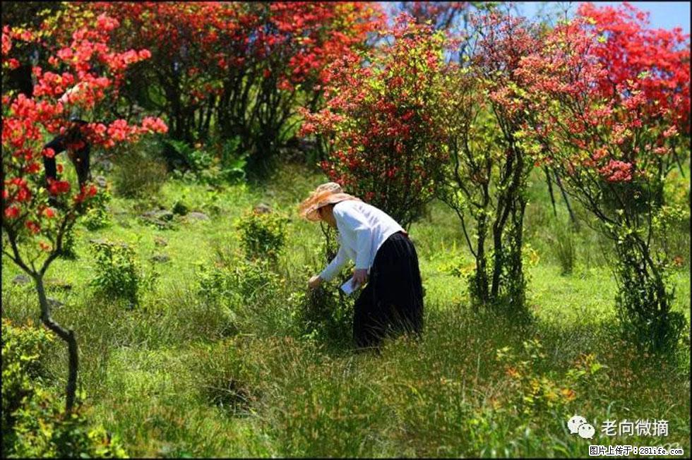 【春天,广西桂林灌阳县向您发出邀请!】宝盖山上映山红 - 游山玩水 - 丽江生活社区 - 丽江28生活网 lj.28life.net