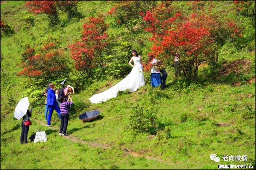 【春天,广西桂林灌阳县向您发出邀请!】宝盖山上映山红 - 游山玩水 - 丽江生活社区 - 丽江28生活网 lj.28life.net