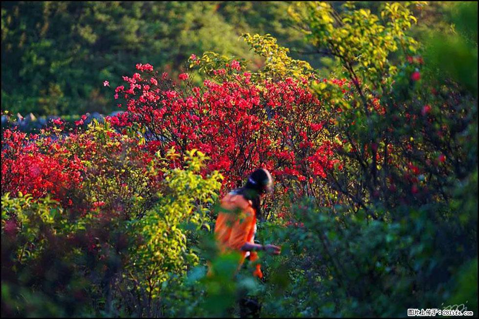 【春天，广西桂林灌阳县向您发出邀请！】春木界上映山红 - 游山玩水 - 丽江生活社区 - 丽江28生活网 lj.28life.net