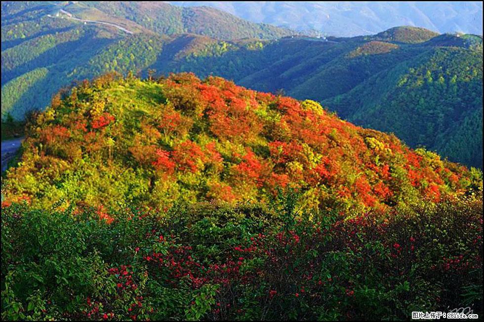 【春天，广西桂林灌阳县向您发出邀请！】春木界上映山红 - 游山玩水 - 丽江生活社区 - 丽江28生活网 lj.28life.net