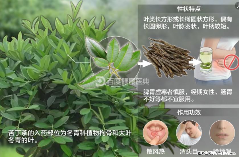 苦丁茶有哪些功效和作用 - 生活百科 - 丽江生活社区 - 丽江28生活网 lj.28life.net