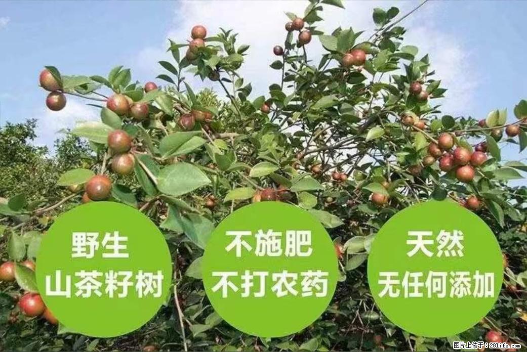 【灌阳县油茶产业示范区】一个有着充实的精神生活的人，对待身外之物自会有一种淡泊的态度 - 美食天地 - 丽江生活社区 - 丽江28生活网 lj.28life.net