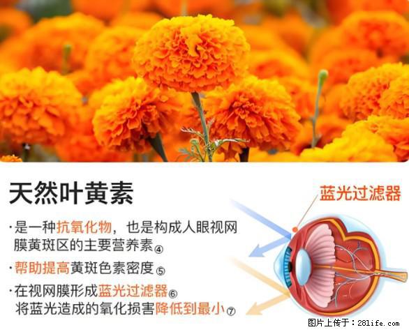 叶黄素有什么功效和作用 - 生活百科 - 丽江生活社区 - 丽江28生活网 lj.28life.net