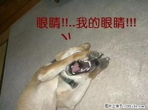 笑癫了！一女的怀孕三年未生，他终于忍不住了... - 娱乐八卦 - 丽江生活社区 - 丽江28生活网 lj.28life.net