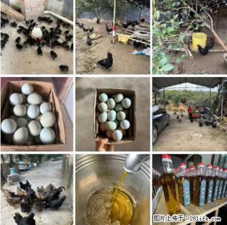 油茶园从小鸡仔开始养起的纯土鸡、土鸡蛋可以预定啦！还有前几天刚榨的纯山茶油哦 - 丽江28生活网 lj.28life.net