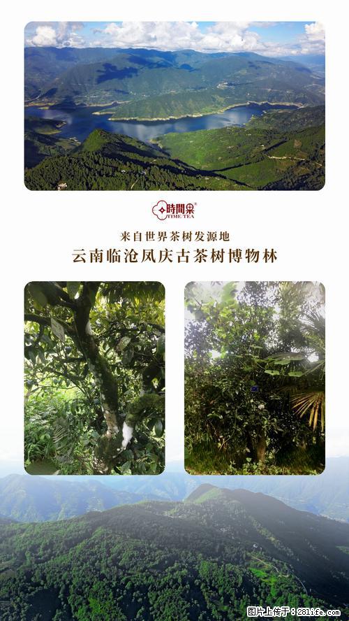 时间果百年古树2025年春红茶 - 购物交流 - 丽江生活社区 - 丽江28生活网 lj.28life.net