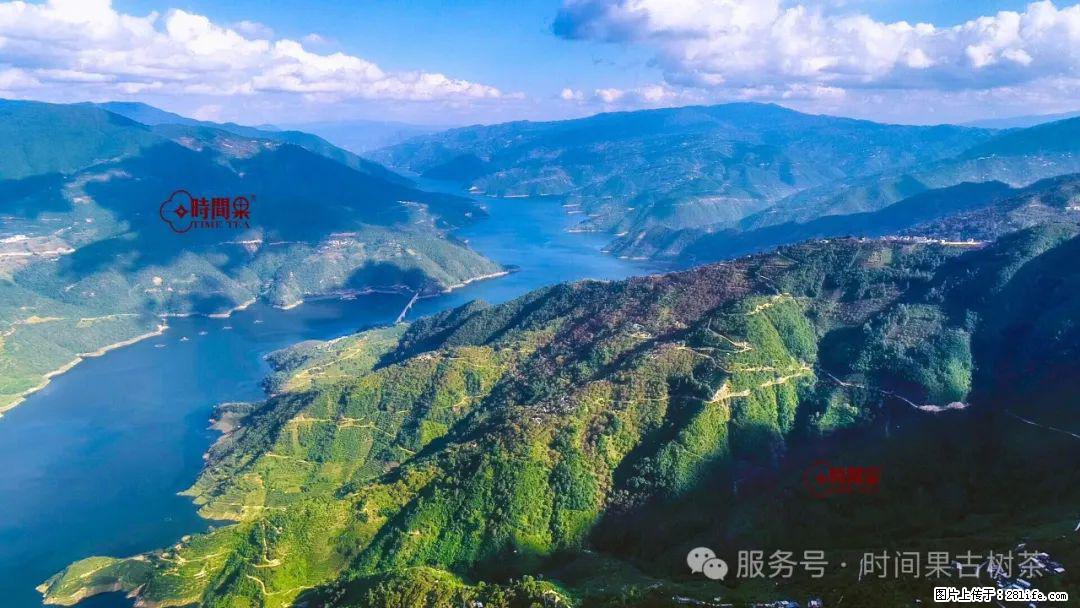 时间果百年古树龙珠普洱生茶 - 购物交流 - 丽江生活社区 - 丽江28生活网 lj.28life.net