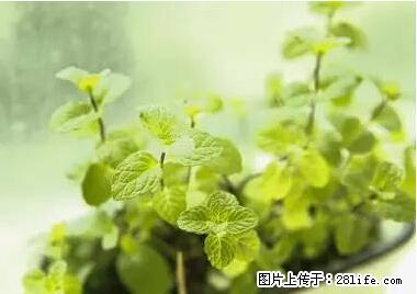 晕车、脚气、牙齿变黄、皮肤粗糙？学会这些三分钟搞定！ - 丽江生活资讯 - 丽江28生活网 lj.28life.net
