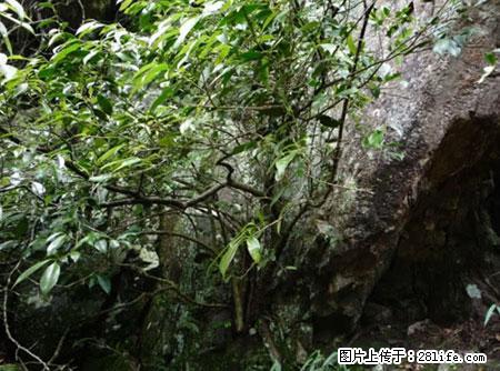 平乐石崖茶，珍贵仅次于金花茶 - 丽江生活资讯 - 丽江28生活网 lj.28life.net