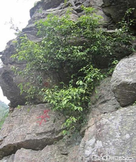 平乐石崖茶，珍贵仅次于金花茶 - 丽江生活资讯 - 丽江28生活网 lj.28life.net