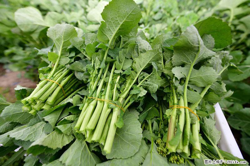 这些蔬菜是“天然钙片”，这6种被医生重点推荐 - 丽江生活资讯 - 丽江28生活网 lj.28life.net